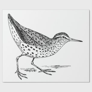Papel De Presente Sandpiper Shorebird Thunder_Cove