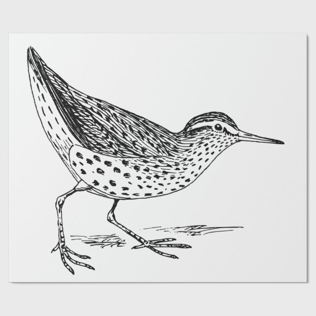 Papel De Presente Sandpiper Shorebird Thunder_Cove (Aberto)