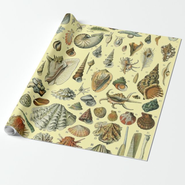 Papel De Presente Seashell Shell Mollusk Clam Elegant Clam Art (Desenrolado)