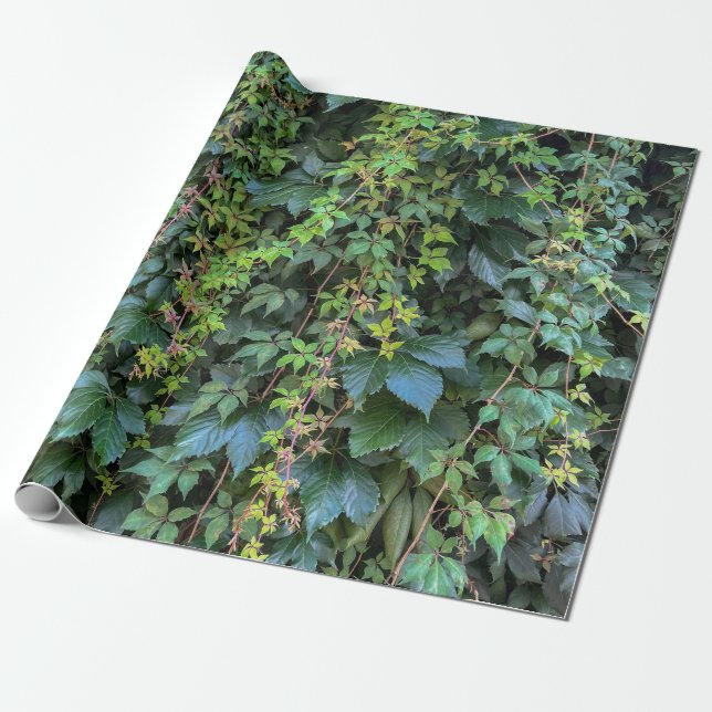 Papel De Presente Serene Green Ivy Wall Prendendo Folhas de Plantas  (Desenrolado)