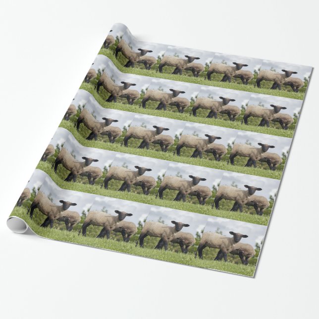 Papel De Presente sheep (Desenrolado)