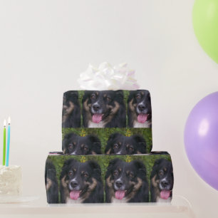 Papel De Presente Shepherd Black Tri Americano Miniatura