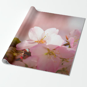 Papel De Presente Shy Sakura Flor Abriga-Se Por Trás De Blossomas