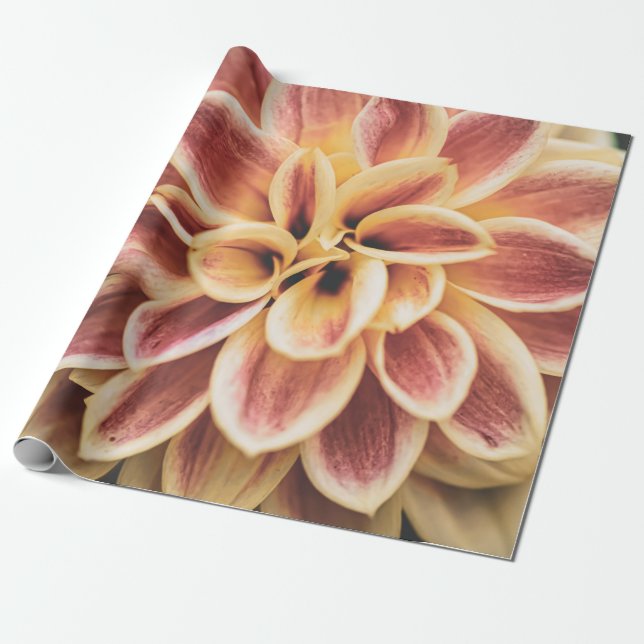 Papel De Presente Summer Dahlia Flower (Arte Floral) (Desenrolado)