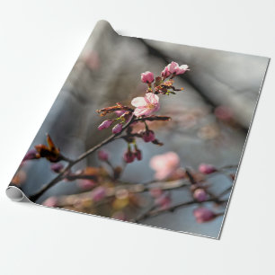 Papel De Presente Sunlit Sakura Flores Contra O Céu Nublado