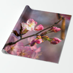 Papel De Presente Sunlit Sakura Flores E Buds Num Dia Claro