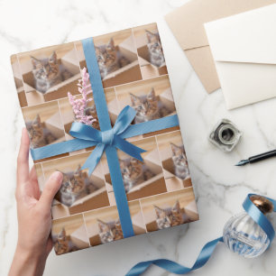 Papel De Presente Tabby Kitten Na Caixa De Cartão