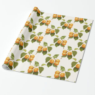 Papel De Presente Teste padrão alaranjado da aguarela dos abricós 