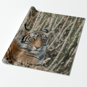 PAPEL DE PRESENTE TIGER IN THE WILD RESTING