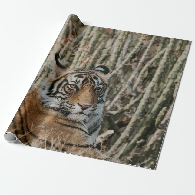 PAPEL DE PRESENTE TIGER IN THE WILD RESTING (Desenrolado)