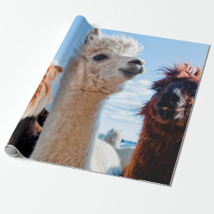 Papel De Presente Três Alpacas Engraçados