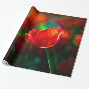 Papel De Presente Tulipa vermelha - Mistério de florescência