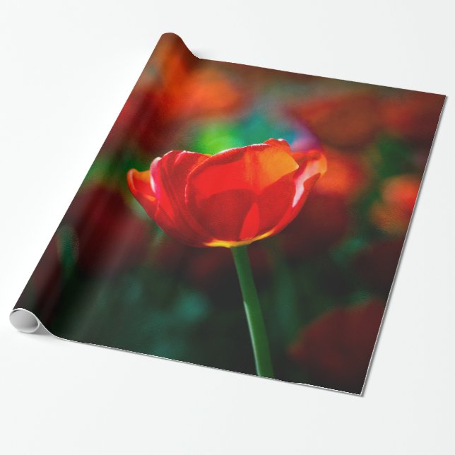 Papel De Presente Tulipa vermelha - Mistério de florescência (Desenrolado)