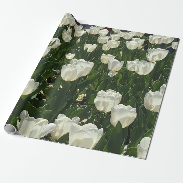 Papel De Presente Tulipas brancas para uma flor delicada (Desenrolado)