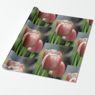 Papel De Presente Tulipas Rosa