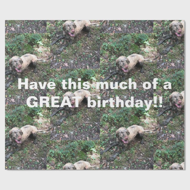 Papel De Presente Um engraçado rolo de papel embrulhado da Vizsla hú (Aberto)