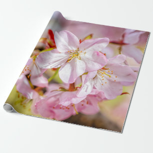 Papel De Presente Um Monte De Flores De Sakura Rosa