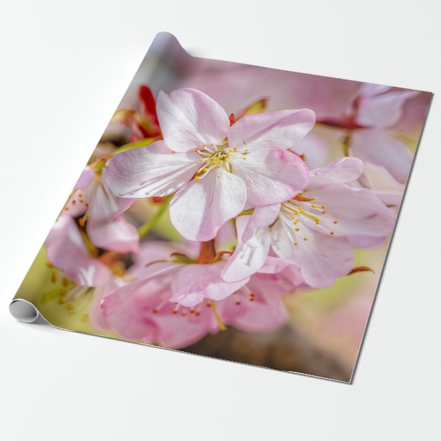 Papel De Presente Um Monte De Flores De Sakura Rosa (Desenrolado)