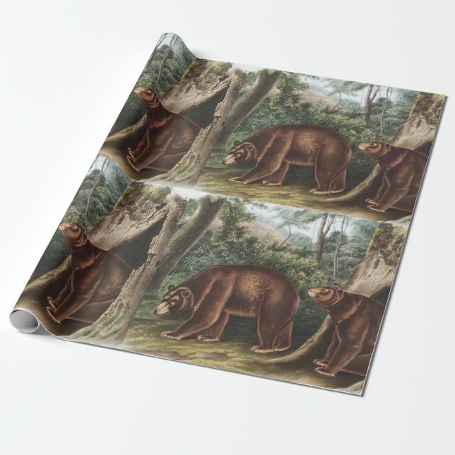 Papel De Presente Urso Cinamão (Ursus Americanus var. Canela) (Desenrolado)