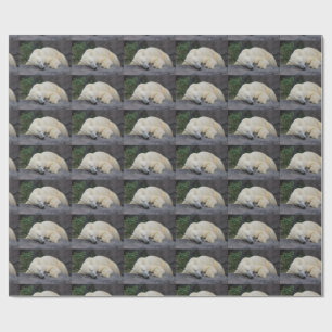 Papel De Presente Urso Polar Adormecido