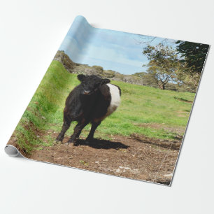 Papel De Presente Vaca Galloway Abaixo,