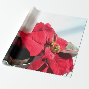 Papel De Presente Vela e Poinsettia no Natal