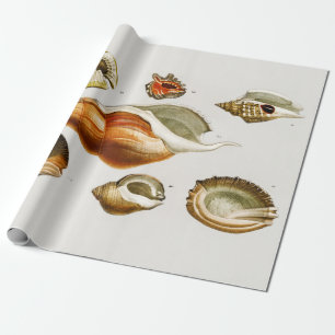 Papel De Presente Vintage Tipos diferentes de conchas de moluscos