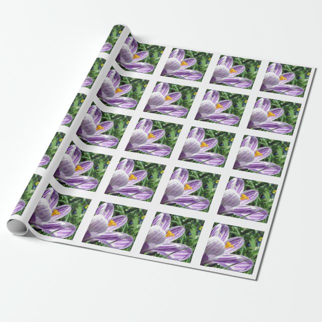 Papel De Presente Violet primavera crocus (Desenrolado)