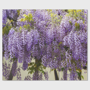Papel De Presente Violet Wisteria
