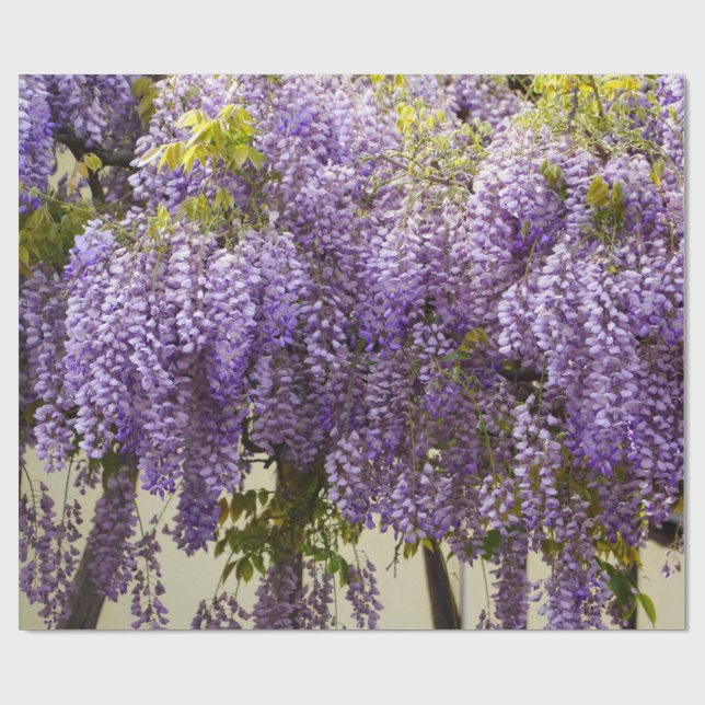 Papel De Presente Violet Wisteria (Aberto)
