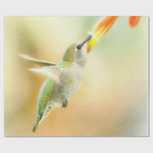 Papel De Presente Voo de Hummingbird no início da manhã