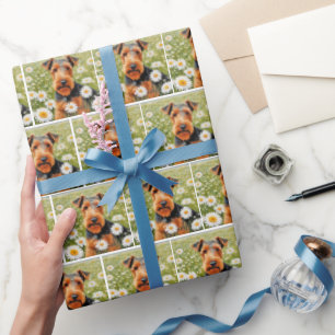 Papel De Presente Welsh Terrier No Campo De Daisy