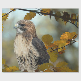 Papel De Presente Wildlife Red Tailed Hawk Autumn Photo