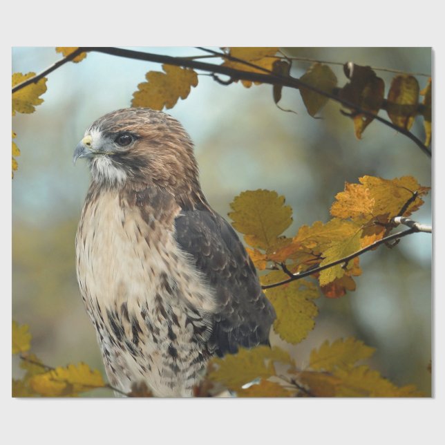 Papel De Presente Wildlife Red Tailed Hawk Autumn Photo (Aberto)