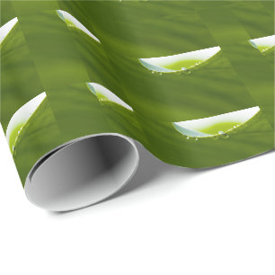 Papel De Presente Zen Love Green Lotus Leaf Water Drop