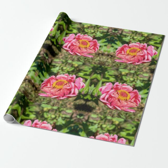 Papel De Presente Zinnia rosa com centro amarelo (Desenrolado)