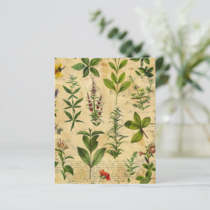 Papel de Scrapbook de Ervas Botânicas Vintage