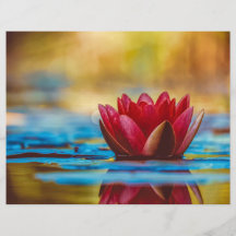 Papel de scrapbook de Lotus Vermelho Flutuante