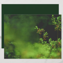 Papel de Scrapbook Floresta Verde Escuro