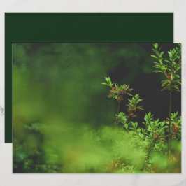 Papel de Scrapbook Floresta Verde Escuro