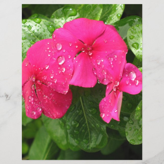 Papel de Scrapbooking de Lindas Flores Cor-de-Rosa (Frente)