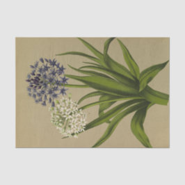 Papel De Seda 1 Scilla Peruviana 2 Scilla Peruviana Alba