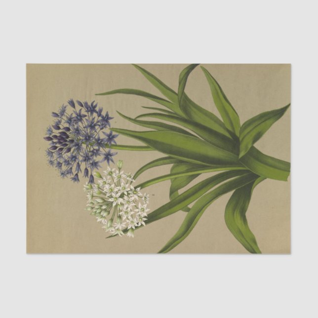 Papel De Seda 1 Scilla Peruviana 2 Scilla Peruviana Alba (Frente )