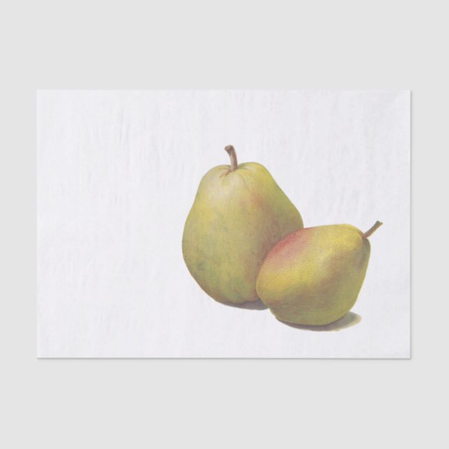 Papel De Seda 5 peras de colheita ilustradas (Frente )