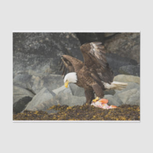 Papel De Seda A Águia Bald