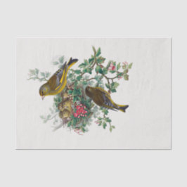 Papel De Seda A chamada "Decoupage" do "greenfinch europeu"