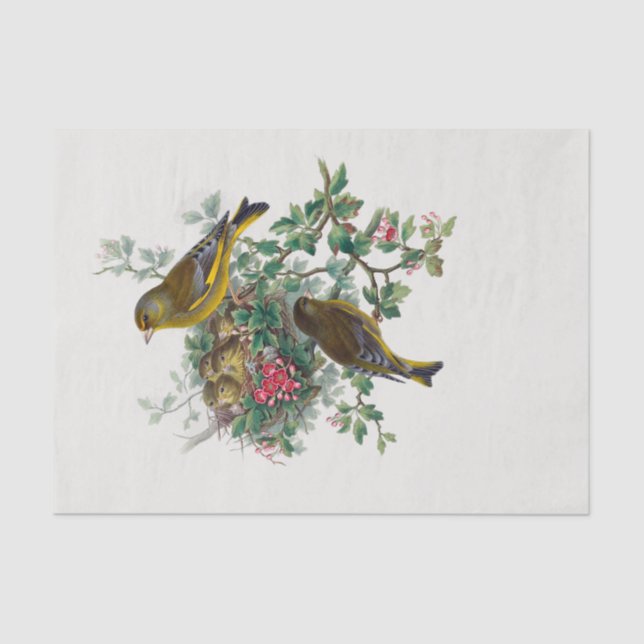 Papel De Seda A chamada "Decoupage" do "greenfinch europeu" (Frente )