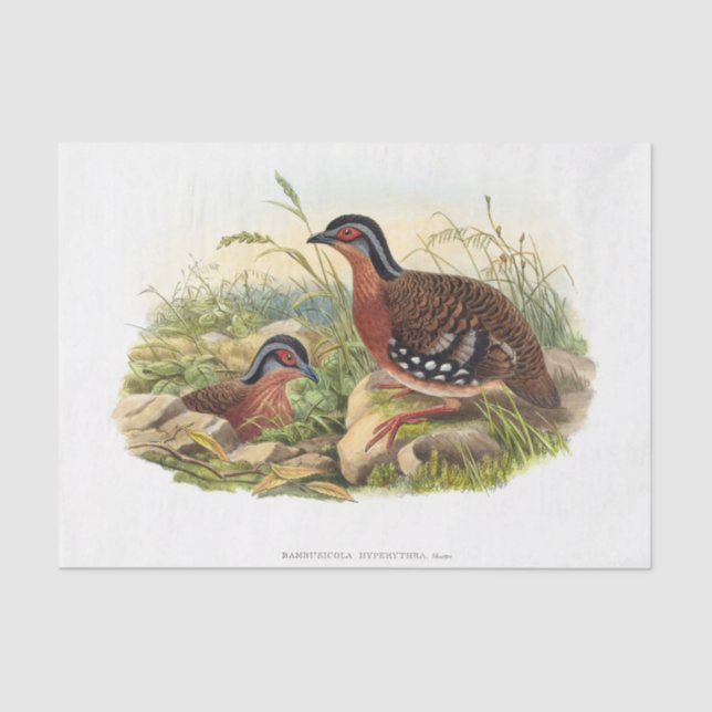 Papel De Seda A desnubagem do papa vermelho (Frente )