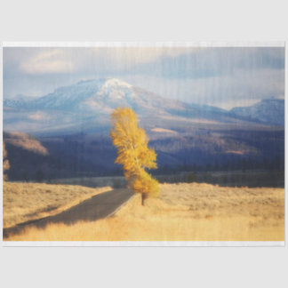 Papel De Seda A estrada aberta