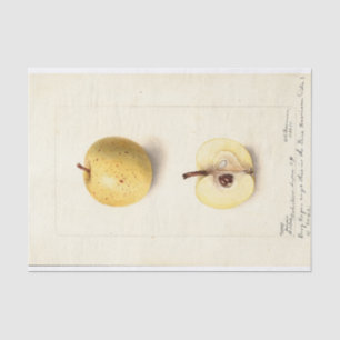 Papel De Seda A Maçã Perdida